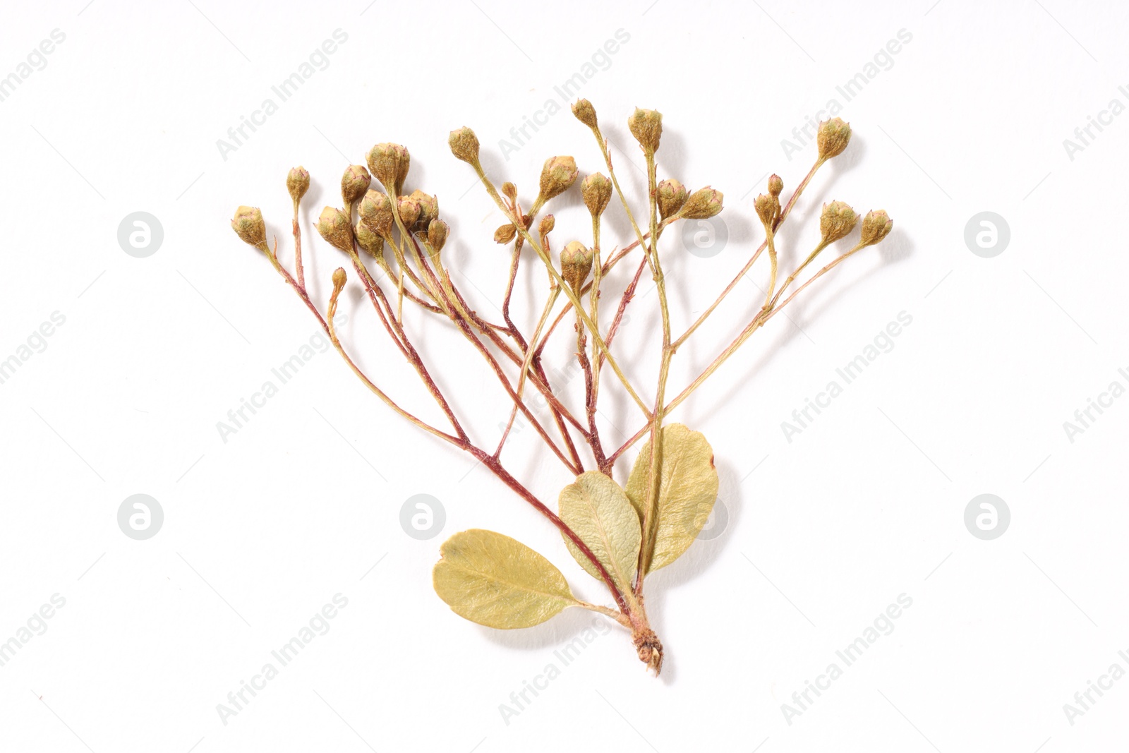 Beautiful dry flowers on white background, top view Photo of Beautiful dry flowers on white background, top view