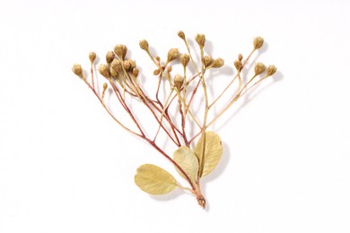 Photo of Beautiful dry flowers on white background, top view