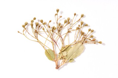 Photo of Beautiful dry flowers on white background, top view