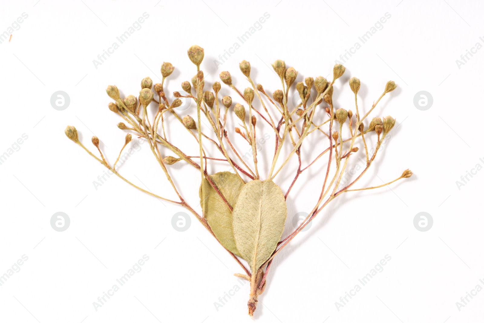 Beautiful dry flowers on white background, top view Photo of Beautiful dry flowers on white background, top view
