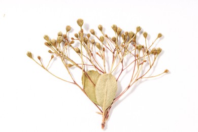 Photo of Beautiful dry flowers on white background, top view
