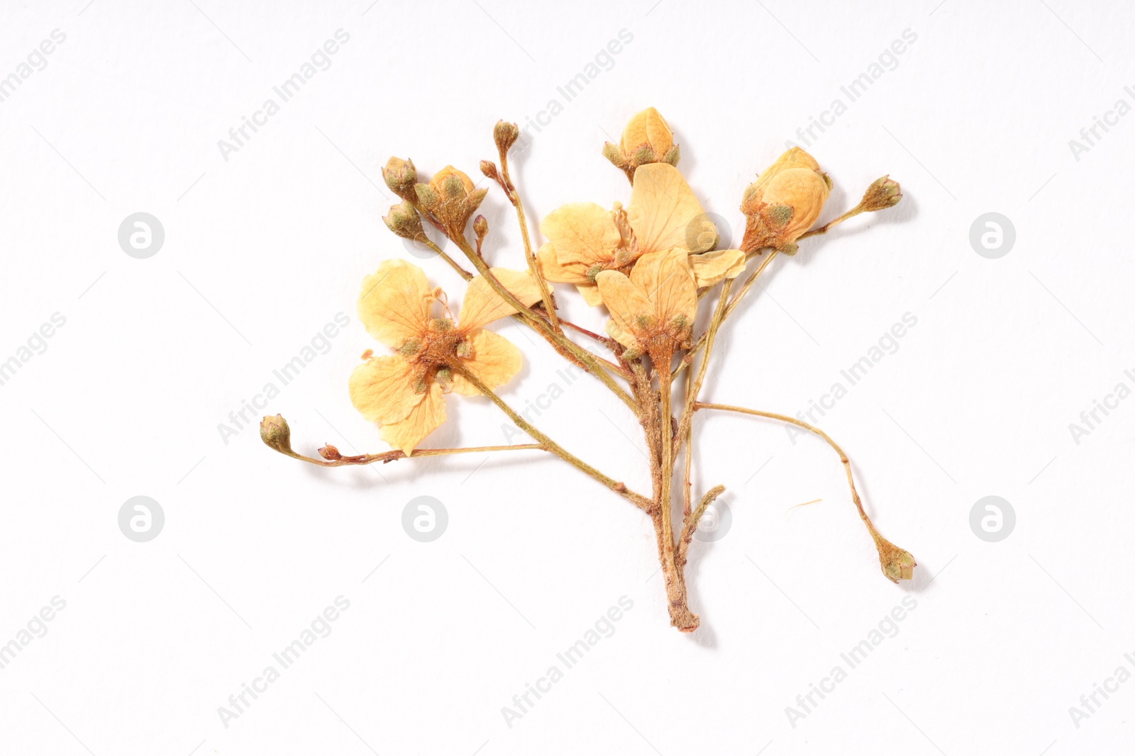 Photo of Beautiful dry ninebark flowers on white background, top view
