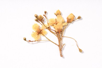 Photo of Beautiful dry ninebark flowers on white background, top view