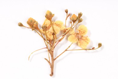 Photo of Beautiful dry ninebark flowers on white background, top view