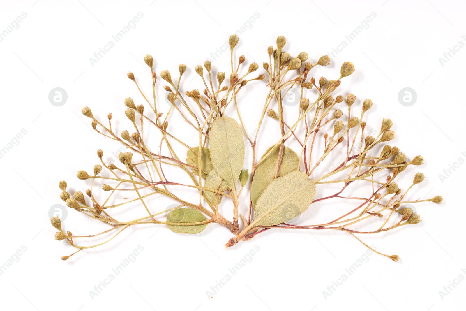 Photo of Beautiful dry flowers on white background, top view