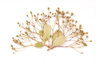 Photo of Beautiful dry flowers on white background, top view