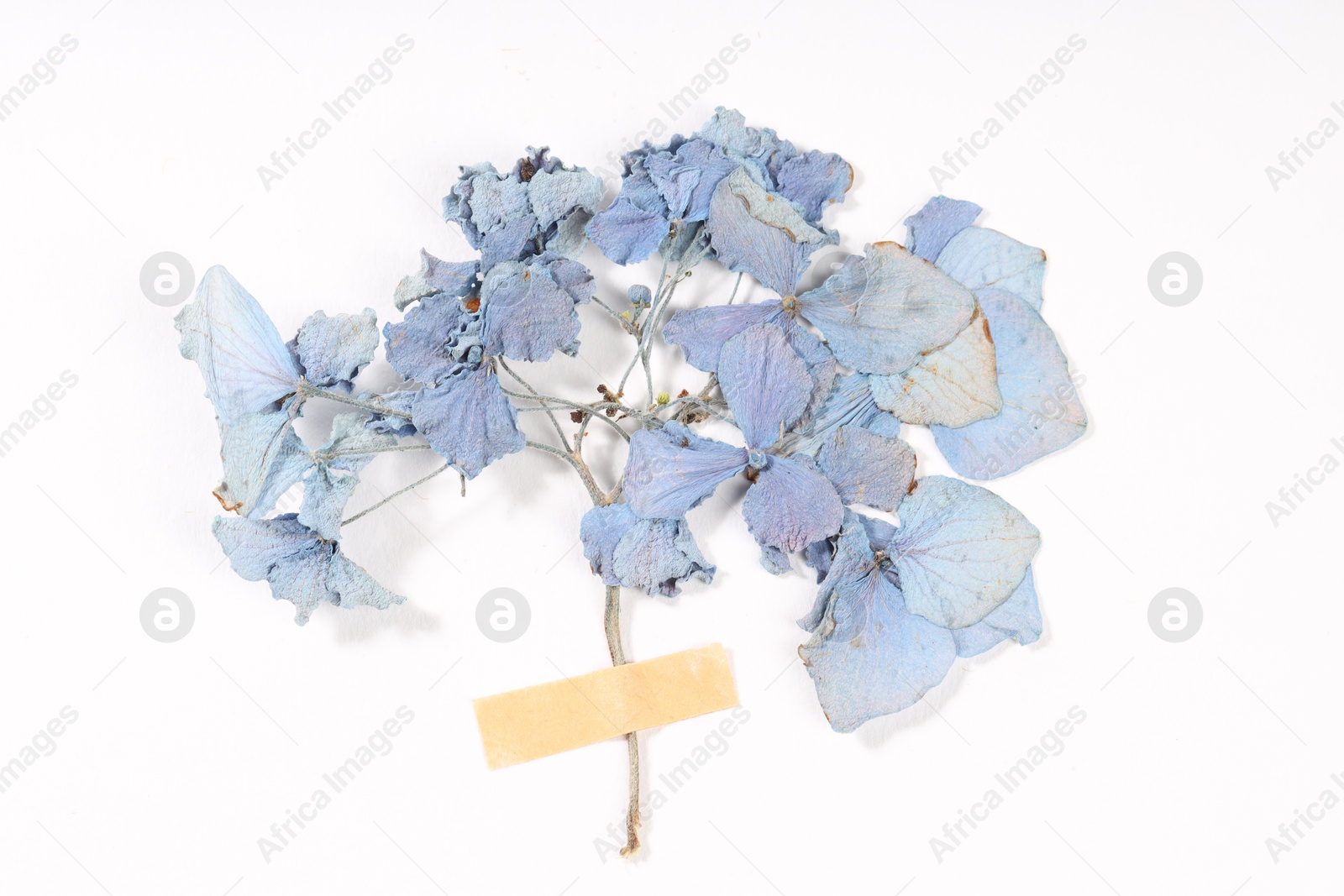 Photo of Beautiful dry hydrangea flowers with adhesive tape on white background, top view
