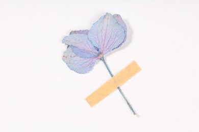 Photo of Beautiful dry hydrangea flower with adhesive tape on white background, top view
