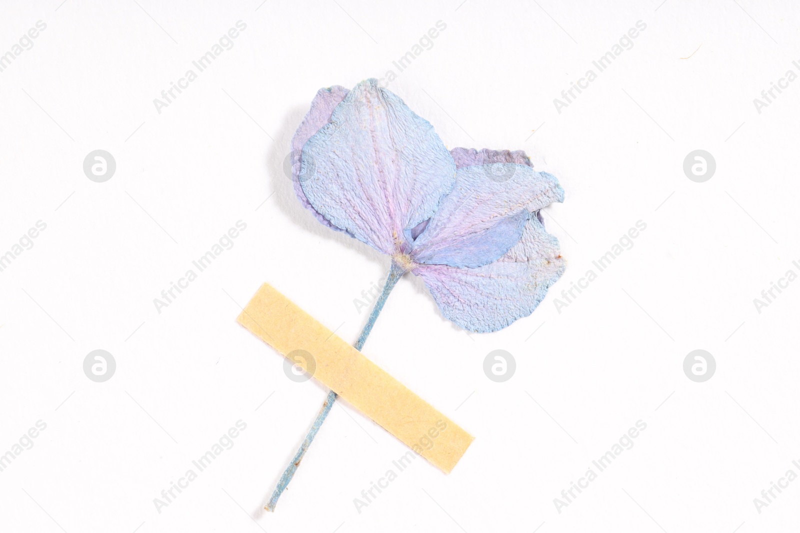 Beautiful dry hydrangea flower with adhesive tape on white background, top view Photo of Beautiful dry hydrangea flower with adhesive tape on white background, top view