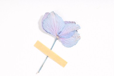 Photo of Beautiful dry hydrangea flower with adhesive tape on white background, top view