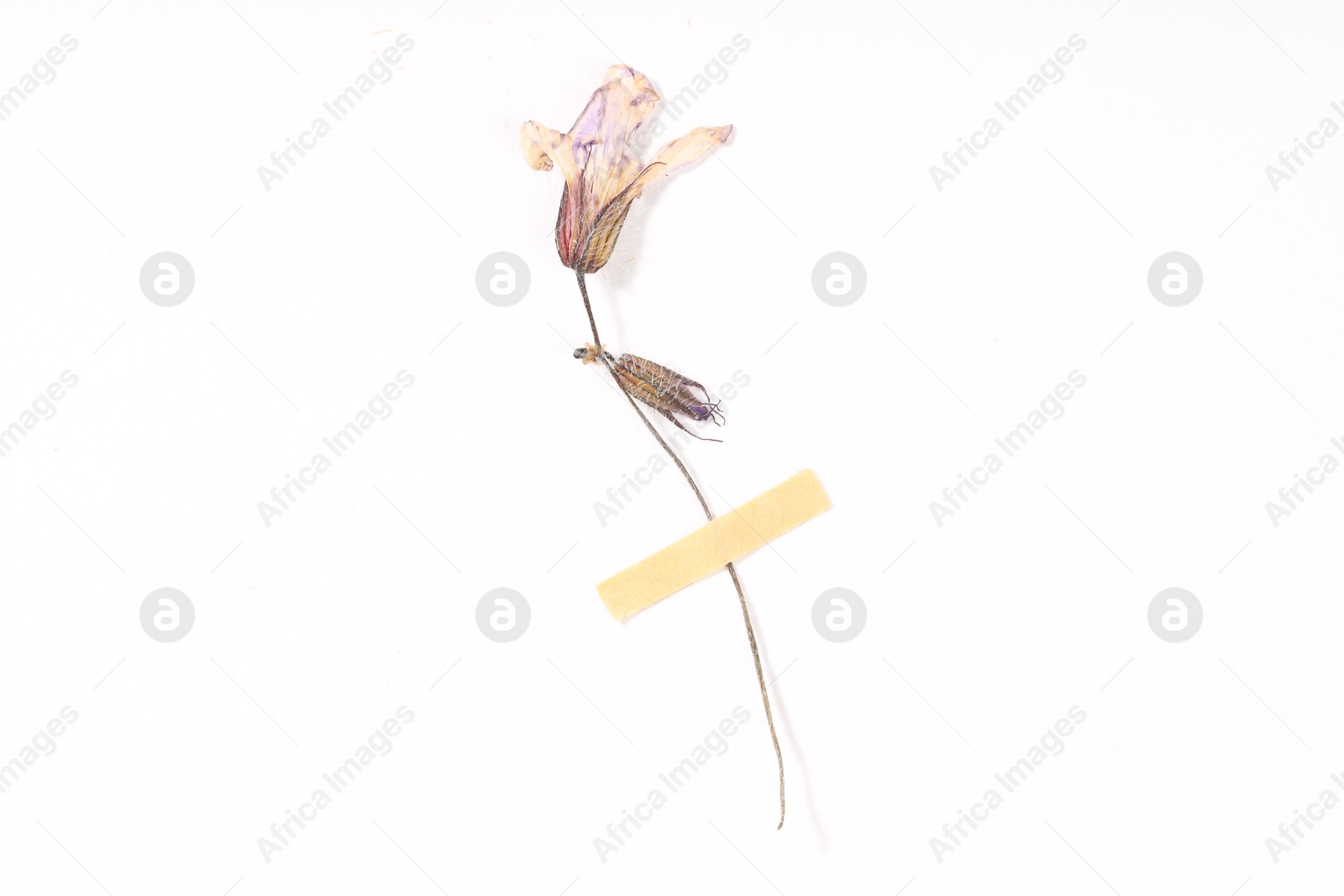 Beautiful dry dead-nettle flower with adhesive tape on white background, top view Photo of Beautiful dry dead-nettle flower with adhesive tape on white background, top view