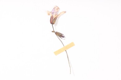 Photo of Beautiful dry dead-nettle flower with adhesive tape on white background, top view