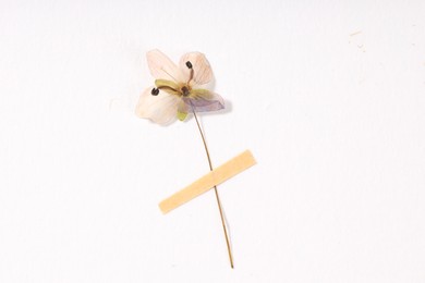 Photo of Beautiful dry veronica flower with adhesive tape on white background, top view
