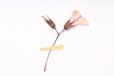 Photo of Beautiful dry dead-nettle flower with adhesive tape on white background, top view