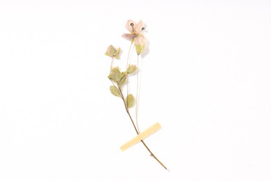 Photo of Beautiful dry veronica flower with adhesive tape on white background, top view