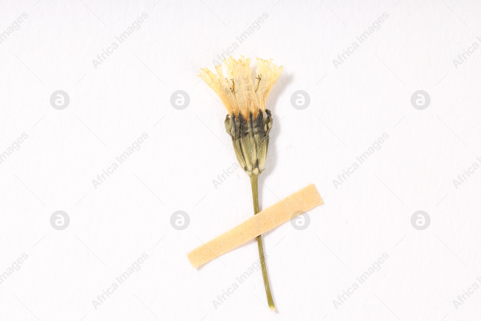 Beautiful dry dandelion flower with adhesive tape on white background, top view Photo of Beautiful dry dandelion flower with adhesive tape on white background, top view