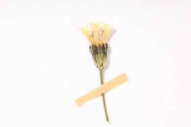 Photo of Beautiful dry dandelion flower with adhesive tape on white background, top view