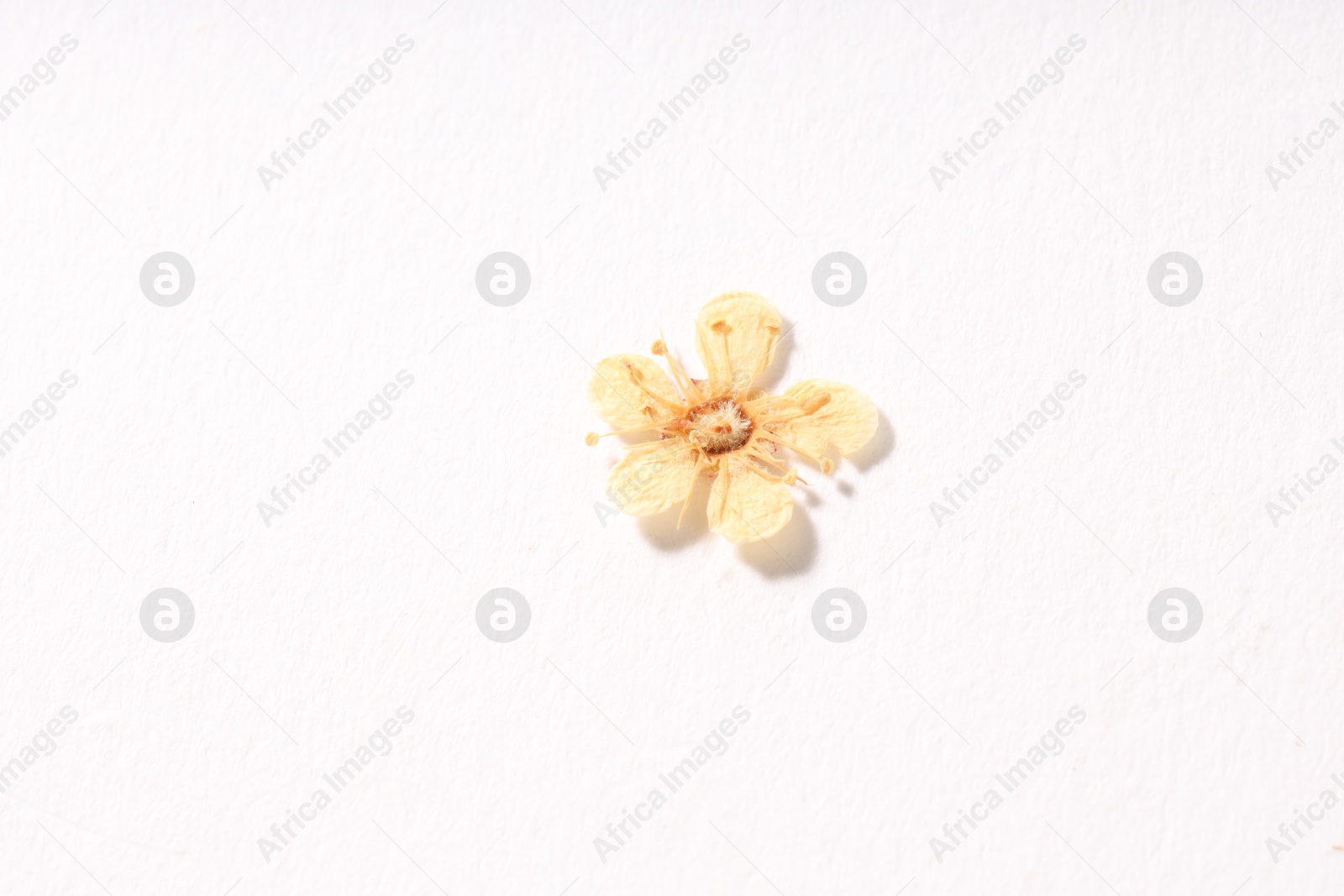 Beautiful dry ninebark flower on white background, top view Photo of Beautiful dry ninebark flower on white background, top view