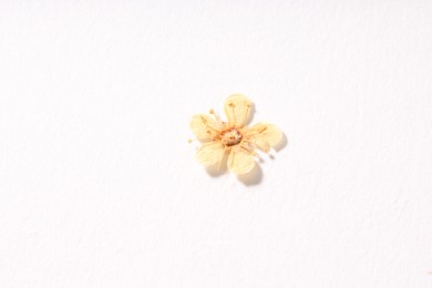 Photo of Beautiful dry ninebark flower on white background, top view