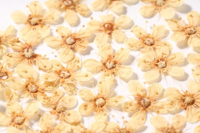 Photo of Many dry ninebark flowers on white background, closeup