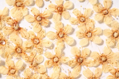 Photo of Many dry ninebark flowers on white background, flat lay
