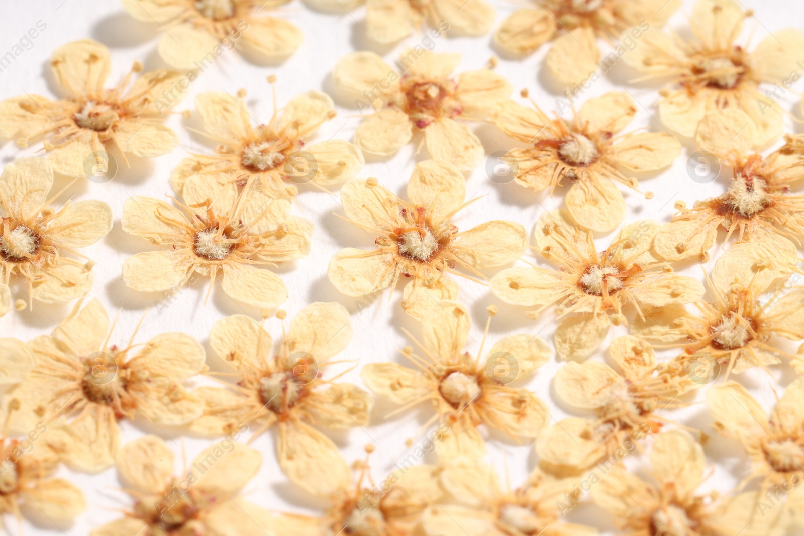 Many dry ninebark flowers on white background, closeup Photo of Many dry ninebark flowers on white background, closeup