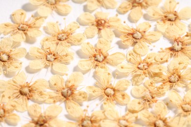 Photo of Many dry ninebark flowers on white background, closeup