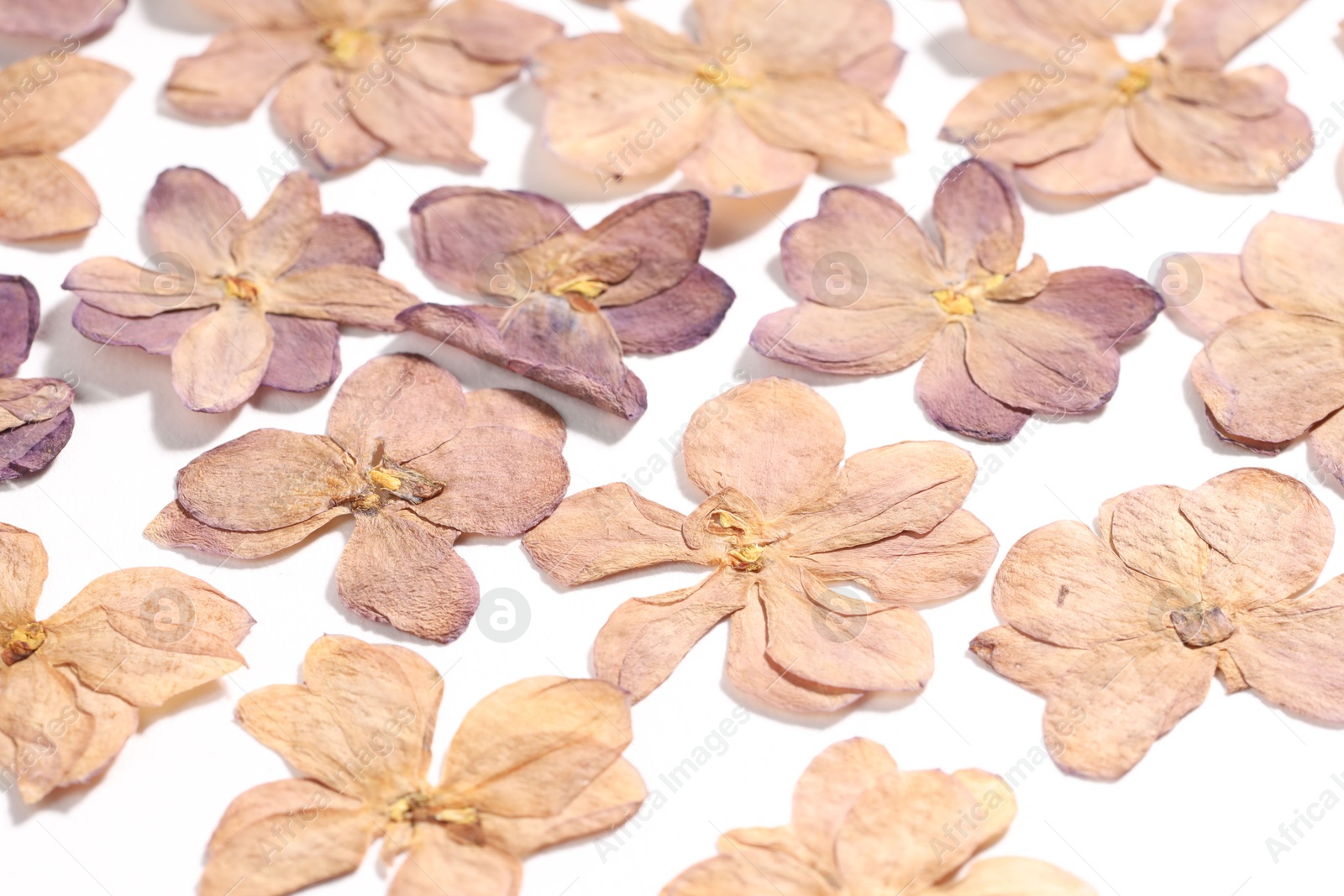 Many dry lilac flowers on white background, closeup Photo of Many dry lilac flowers on white background, closeup