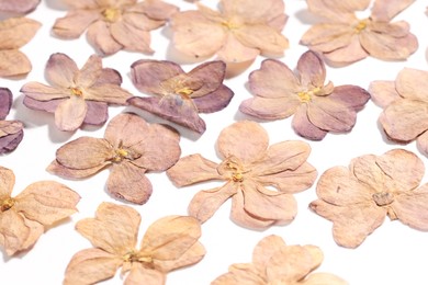 Photo of Many dry lilac flowers on white background, closeup