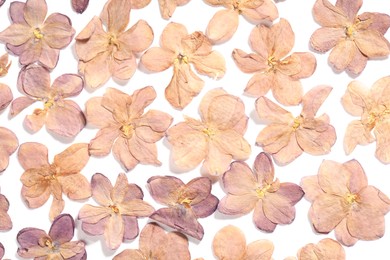 Photo of Many dry lilac flowers on white background, flat lay
