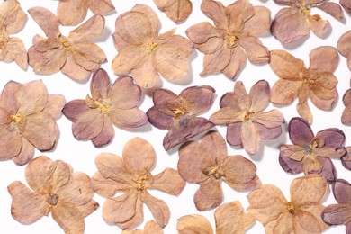 Photo of Many dry lilac flowers on white background, flat lay