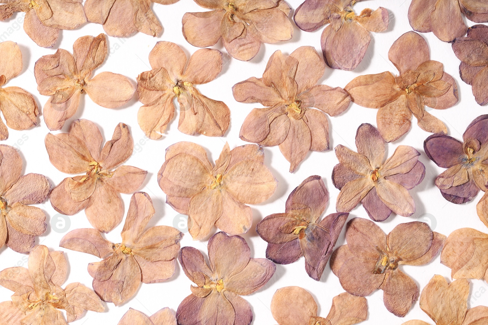 Many dry lilac flowers on white background, flat lay Photo of Many dry lilac flowers on white background, flat lay