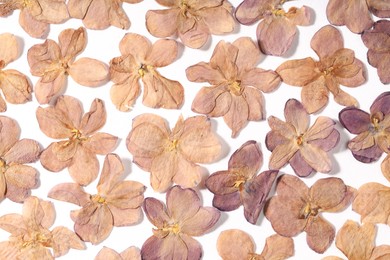 Photo of Many dry lilac flowers on white background, flat lay