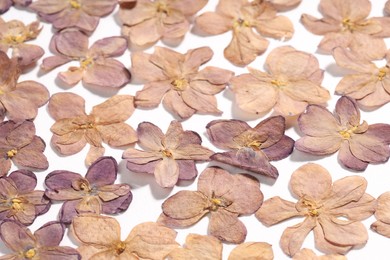 Photo of Many dry lilac flowers on white background, closeup
