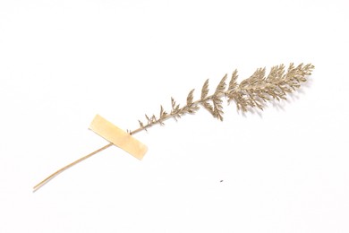 Photo of Beautiful dry yarrow leaf with adhesive tape on white background, top view
