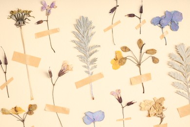 Photo of Many different dry flowers and leaves with adhesive tape on beige background, flat lay