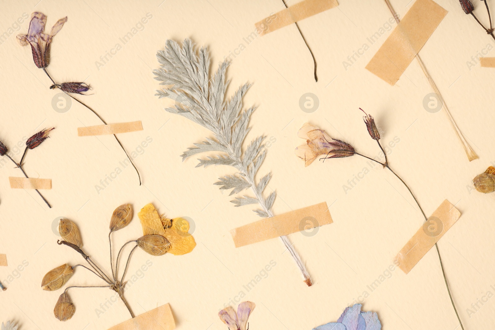 Photo of Many different dry flowers and leaves with adhesive tape on beige background, flat lay