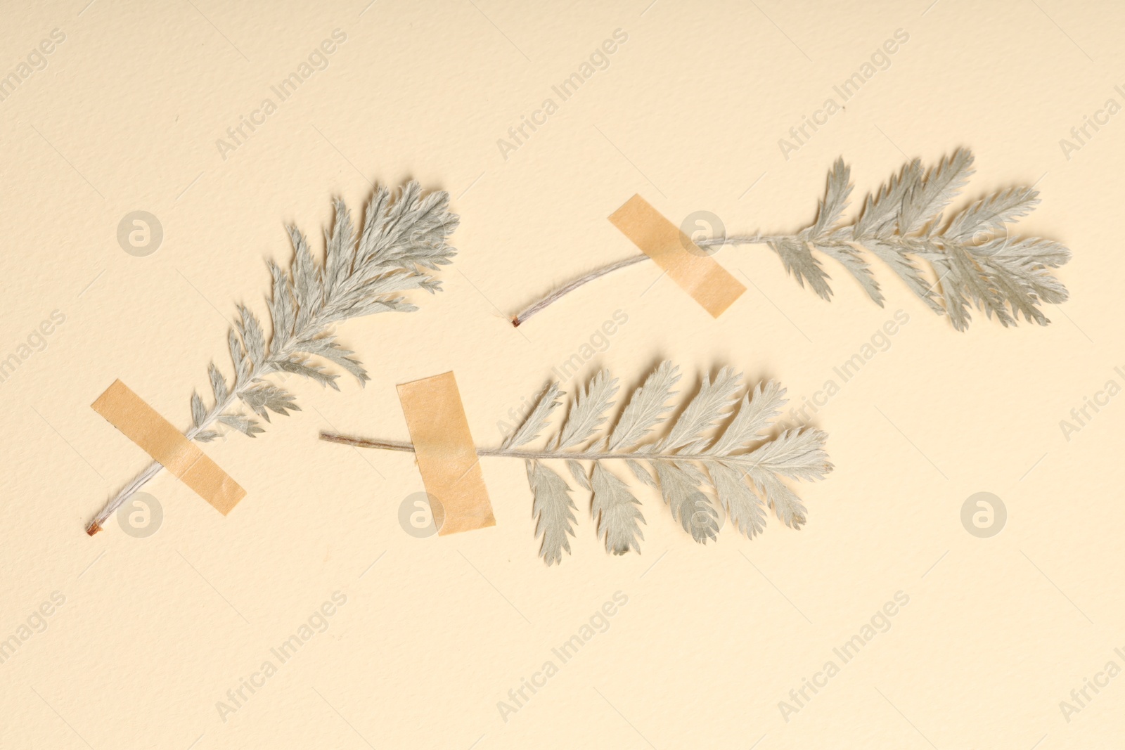 Beautiful dry leaves with adhesive tape on beige background, flat lay Photo of Beautiful dry leaves with adhesive tape on beige background, flat lay