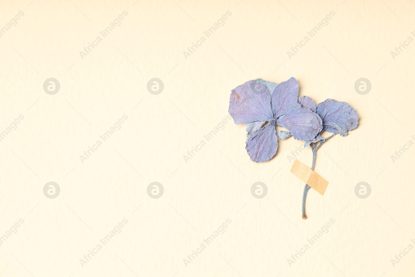 Beautiful dry hydrangea flowers with adhesive tape on beige background, top view. Space for text Photo of Beautiful dry hydrangea flowers with adhesive tape on beige background, top view. Space for text