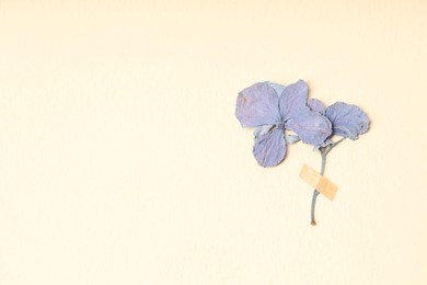 Photo of Beautiful dry hydrangea flowers with adhesive tape on beige background, top view. Space for text