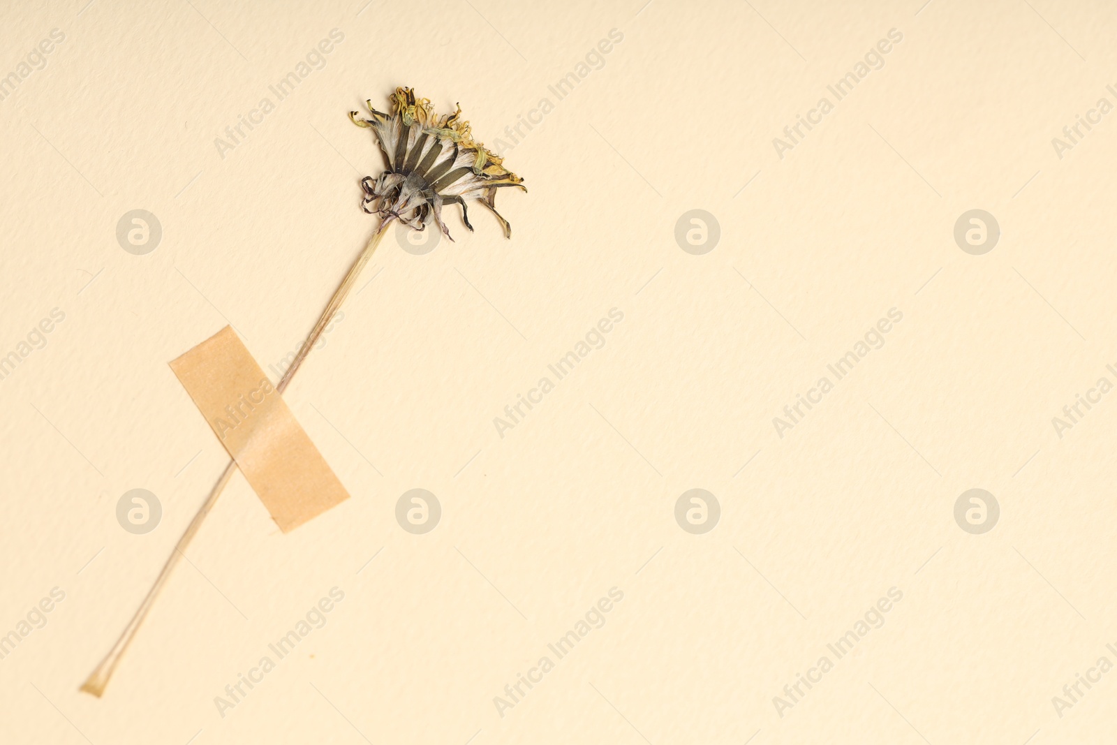 Beautiful dry dandelion flower with adhesive tape on beige background, top view. Space for text Photo of Beautiful dry dandelion flower with adhesive tape on beige background, top view. Space for text