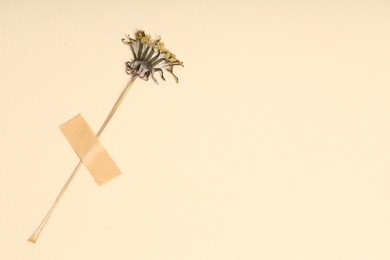 Photo of Beautiful dry dandelion flower with adhesive tape on beige background, top view. Space for text