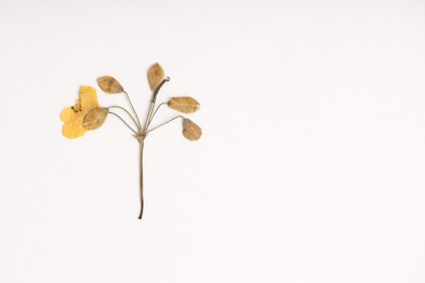 Photo of Beautiful dry celandine flower on white background, top view. Space for text