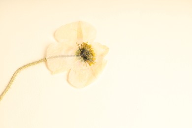 Photo of Beautiful dry poppy flower on beige background, top view. Space for text