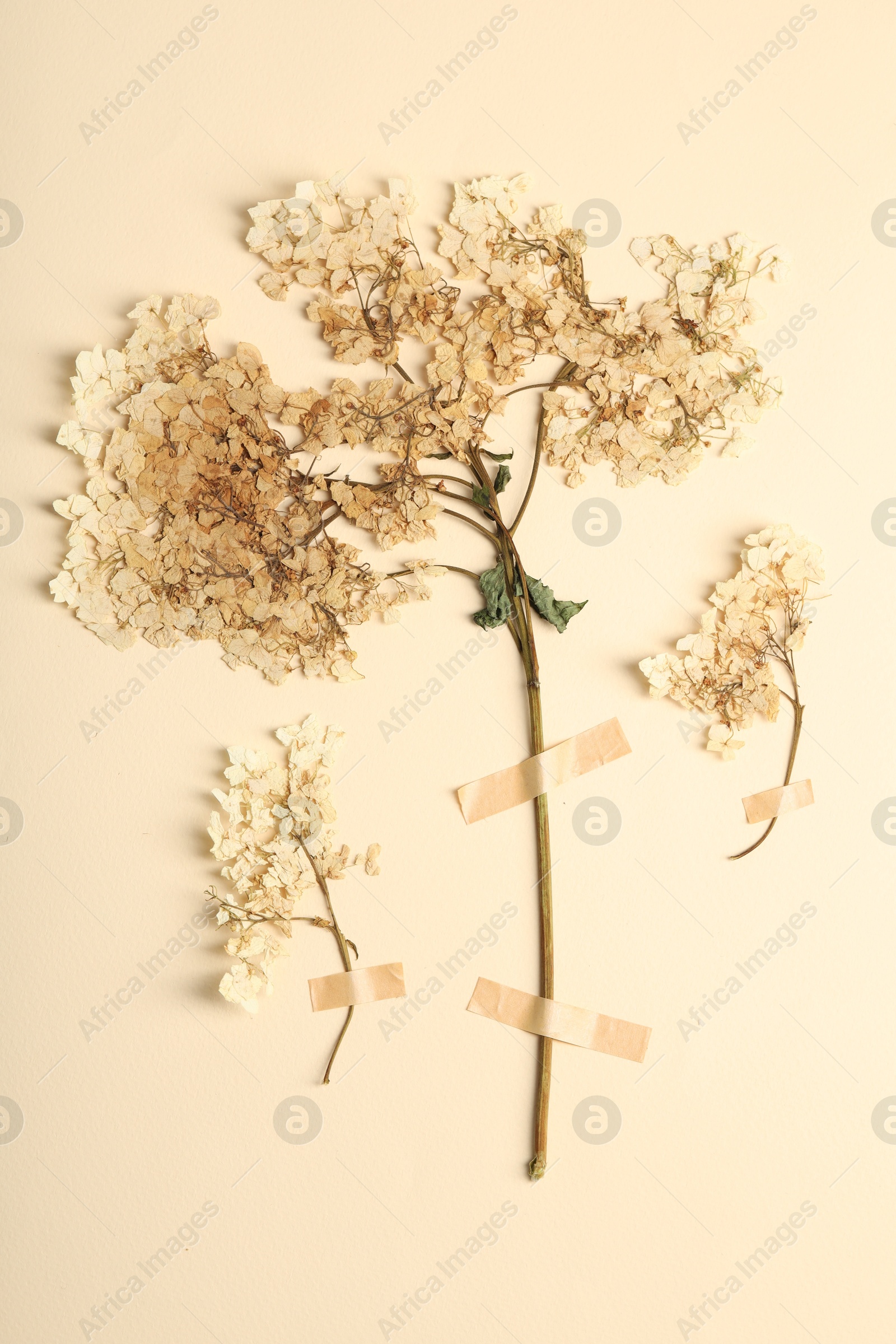 Photo of Beautiful dry hydrangea flowers with adhesive tape on beige background, flat lay