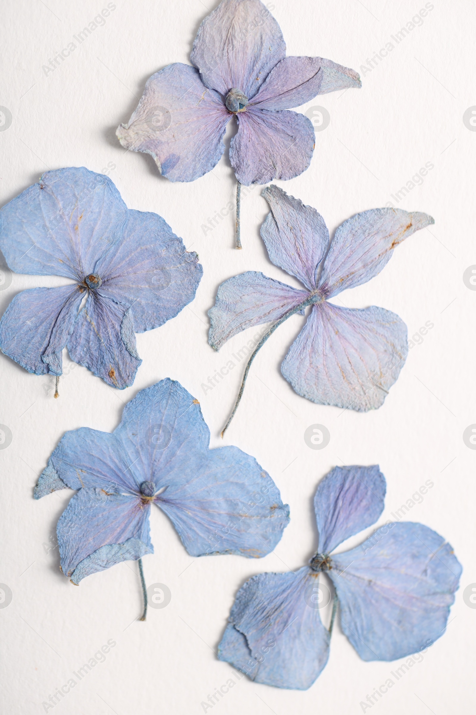 Beautiful dry hydrangea flowers on white background, flat lay Photo of Beautiful dry hydrangea flowers on white background, flat lay
