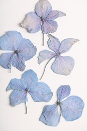 Photo of Beautiful dry hydrangea flowers on white background, flat lay