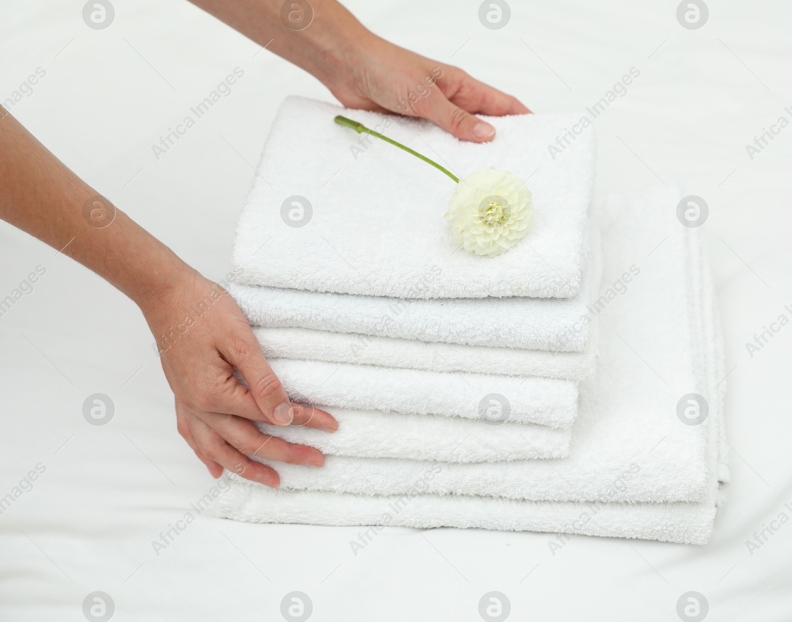 Photo of Woman putting stack of white terry towels and dahlia flower onto bed linens, closeup
