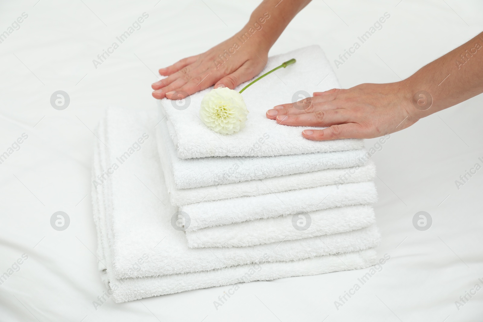 Photo of Woman putting stack of white terry towels and dahlia flower onto bed linens, closeup