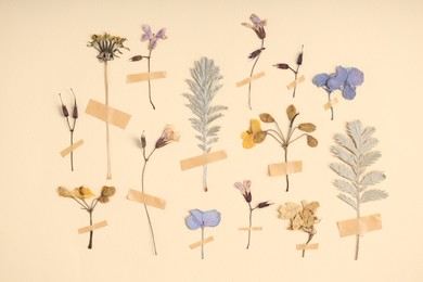 Photo of Many different dry flowers and leaves with adhesive tape on beige background, flat lay